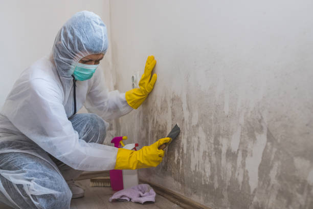 Reliable Woodville, TX Mold Remediation Solutions
